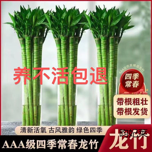 �����Ĳ��������F���D�\��ˮ�Bֲ��͏d�Һ��B������ˮ��G��Ƽ