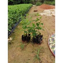 马樱丹 马樱丹品牌 图片 价格 马樱丹批发 阿里巴巴