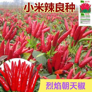 High-Yielding Chaotian Pepper Seeds, Super Spicy Early-Maturing Pepper Seeds, Farm Vegetable Garden Vegetable Seeds, Balcony Potted Plants, Sown in All Seasons