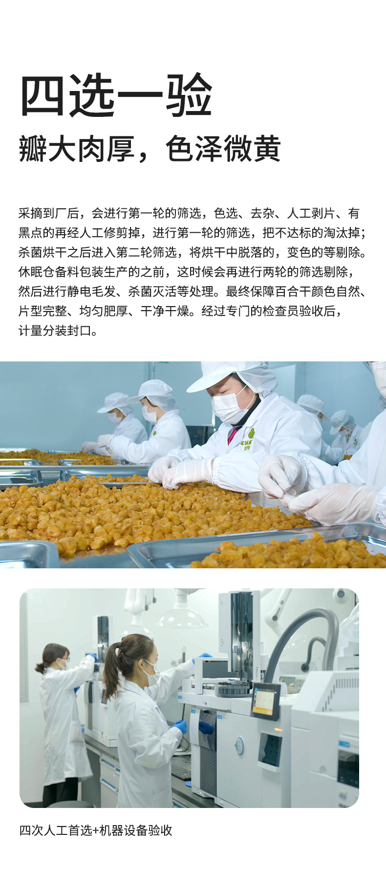 Dried Lily Bulb Bai He 百合 300g Canister Sulphur-Free Edible Slices for Soup Congee and Herbal Tea specifications