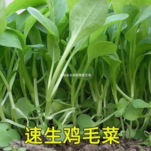 速生鸡毛菜种子小油菜小白菜生长快易种植盆栽阳台庭院耐热抗寒孑