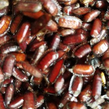 土元卵块 地鳖虫土鳖虫卵鞘出虫率高 新鲜土元卵种地鳖虫