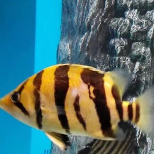 ���~���~��Ꭷ�^�p�~�K�T���D��ӡ���ļy��̩�����y�����~���~