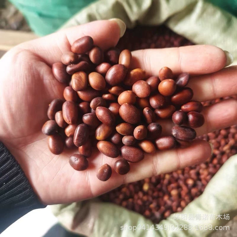 Базовые поставки рассады Gleditsia sinensis продажа саженцев различных спецификаций Цена на саженцы Gleditsia sinensis выгодно приветствуем покупку $