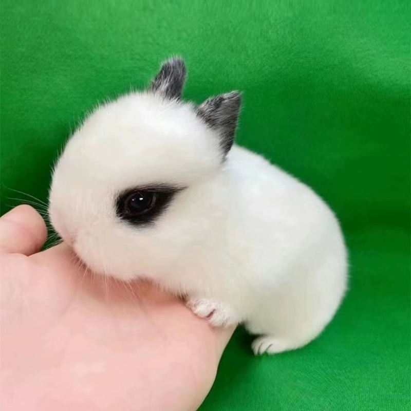小さなウサギ、生きているノームウサギ、成長しない、ミニプリンセス、オランダ垂れ耳ウサギ、ティーカップウサギ、飼い慣らされたペットウサギ|undefined