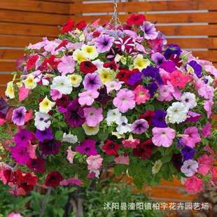 �羳С����������ţ���N�Ӱ���ţ���N���ļ������׷N�������ܷN��
