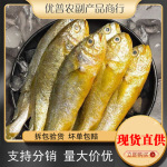 С�ƻ������ʺ����䶳�ൺС����Ǵ������㺣��ˮ����������