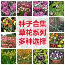 �ݻ��N�Ӹ�ɣ�����߲ݷN���ļ��_���҃������Ի���ֲ�ﲥ�N���N��