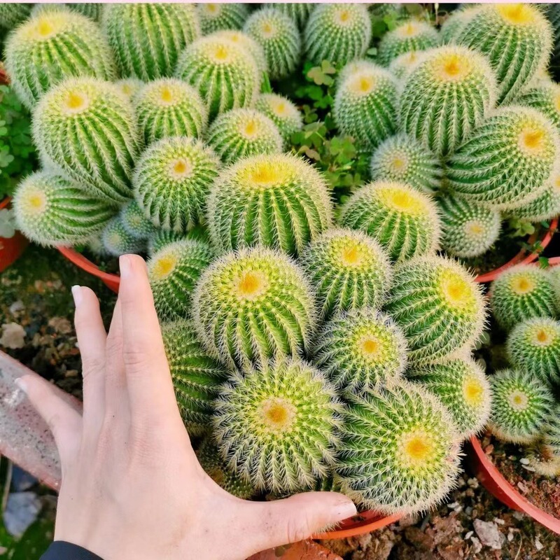 Clustered Cactus Multi-Head Potted Plant, Oversized Golden Tiger Cactus, Green Plant, Succulent Cactus with Thorns, Computer Desk Plant