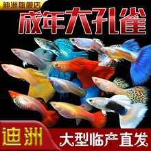 ȸ~^p~~ᎧС͵ˮRPβ~Bͻ׷ֳ~