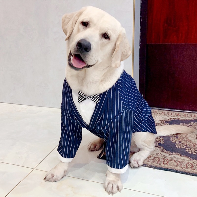 (2개) 개 결혼식 축제 복장 정장 드레스 SAMOYED LABRADOODLE 골든 리트리버 대형 개 결혼식