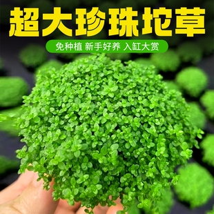�ձ�������ˮ��ֲ�����ذ������������ˮ���~���쾰���ó���ˮ�|