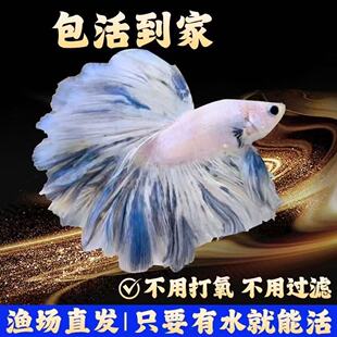 ̩�����~��Ů���׻鼆�������·۰׌���Ꭷ�Ꭷ�~���B�^�p�~�ͻ�