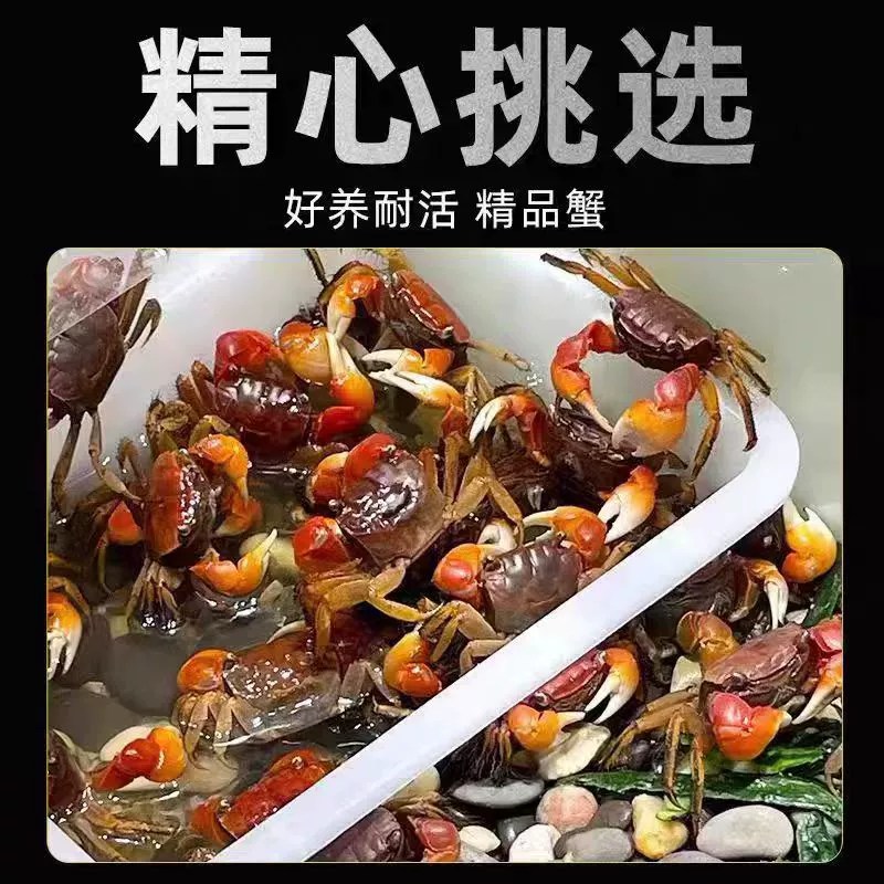 Краб из свежей речной хриницы (краба) живой корпус украшение настольный лазания плодный краб охранник краб-питомец краб водорослеух аквариум очистители