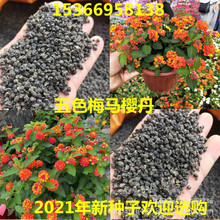 马缨丹花 马缨丹花品牌 图片 价格 马缨丹花批发 阿里巴巴