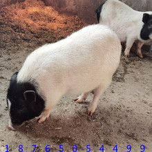 顺祥养殖场出售藏香猪幼崽 成年巴马香猪 四川哪里卖20斤猪苗