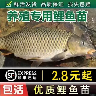大品种鲤鱼苗建鲤丰鲤鱼稻田鲤淡水养殖可食用大种工程鲫鱼苗包活