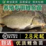 工程品种养殖食用鲤鱼苗
