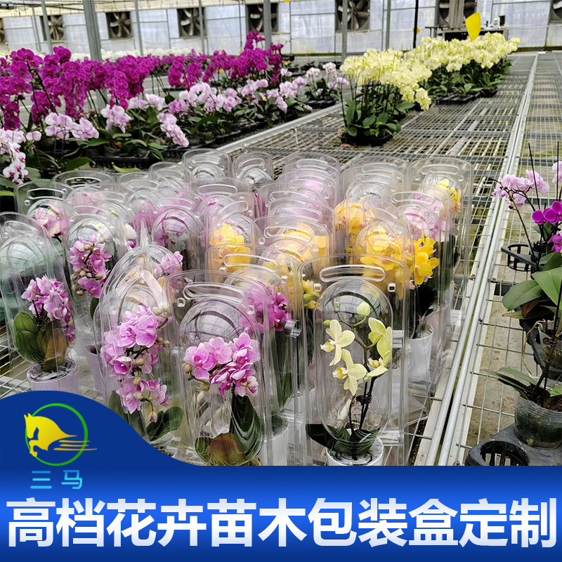 花苗盆栽杯苗福建宿迁云南吸塑塑料盒高档鲜花包装透明保护打包盒