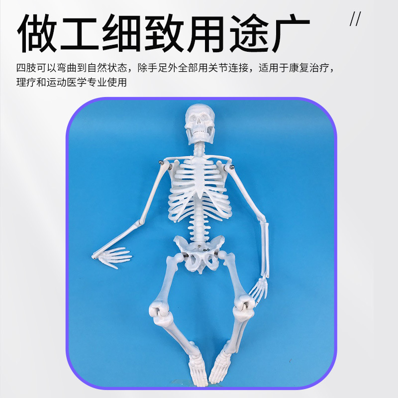 �˹Ǽܱ걾ģ���������ģ��45CM �ؽڿɻ��ѧ��֧�����ùǼ�