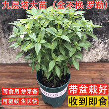 �Ō������ǽ𲻓Qֲ���_���~ʳ���{ζ���������u�޲������̨����