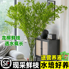 �����r֦ˮ��Gֲ��廨�ܿ͏d���F���҃������ļ��B���ľ�괺