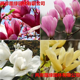 �e��ͥԺ�е��G���_������ľ���m�������Ե��Լ޽Ӽt�����S���m��