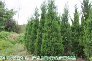 One Piece of Dragon Cypress Seedlings, Dragon Cypress Saplings, Small Dragon Cypress Balls, Cypress Cypress, Cypress Cypress, Cypress Cypress, Pagoda Pine Saplings