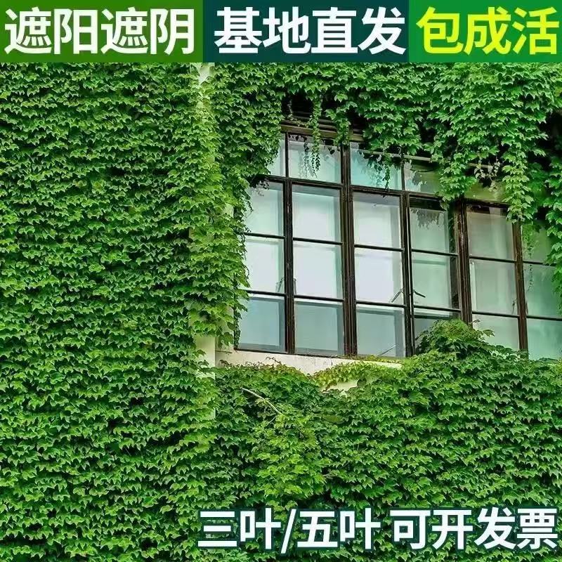 Climbing Vines, Climbing Plants, Four-Season Climbing Wall Tiger Grass Seeds, Courtyard Slope Protection, Three-Leaf and Five-Leaf Climbing Vine Seeds and Saplings Climbing Vines, Climbing Plants, Four-Season Climbing Wall Tiger Grass Seeds, Courtyard Slope Protection, Three-Leaf and Five-Leaf Climbing Vine Seeds and Saplings