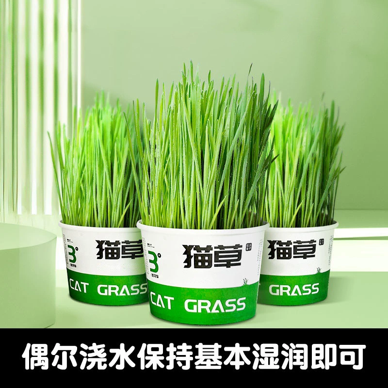 Ленивая лапша быстрого приготовления, кошачья трава в горшках, натуральная самопосадка, гидропонные семена кошачьей травы, кошачьи закуски, лапша быстрого приготовления, чашка кошачьей травы # #