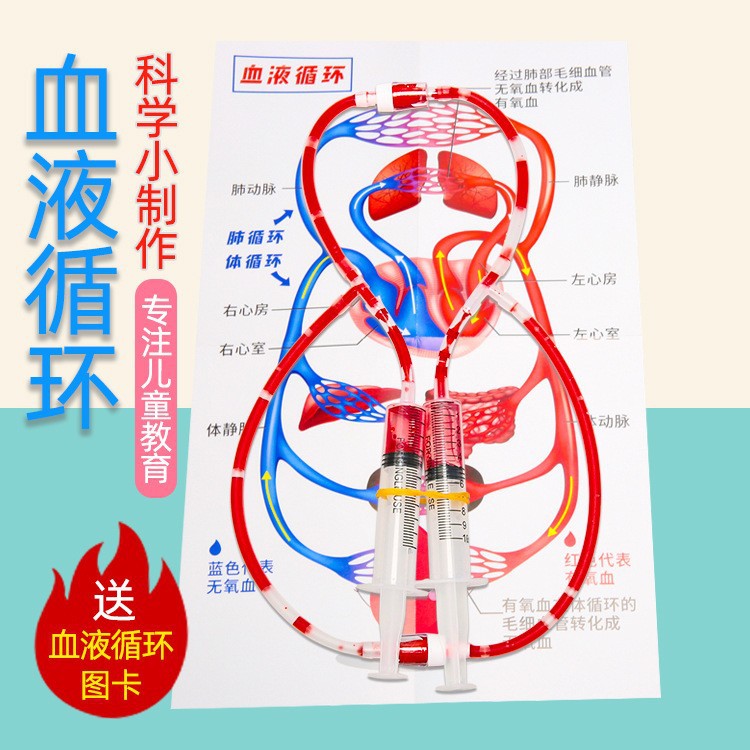 Blood circulation