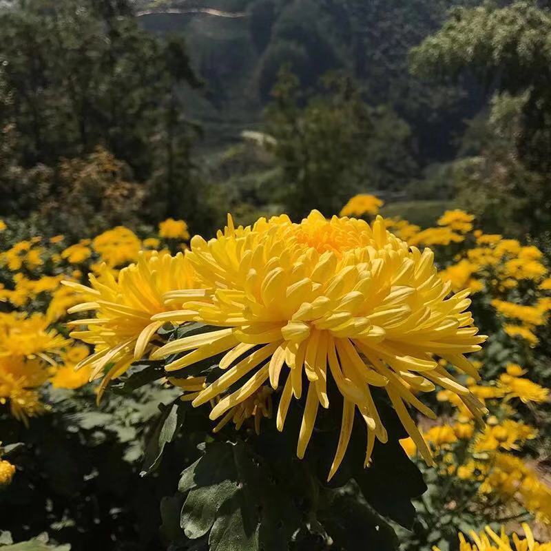 Golden Silk Chrysanthemum Tea Jin Si Huang Ju Large Blooms Loose Herbal Flowers 1000g specifications