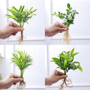Cinnamoroll Potted Flowers, Pocket Coconut, Small Bamboo Cypress, Desktop Hydroponic Plants, Lucky Red Office Desk Creative Green Plants
