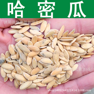 Hami Melon Seeds Melon Hami Melon Seeds Reticulated Melon 1 Piece = 0.5kg
