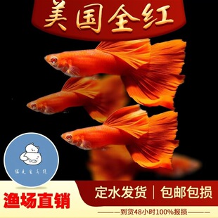 ����ȫ�t��ȸ�~�t�ۻ��С���^�p�~��ȸ�~�Pβ�~��ȸ̥���׷�ֳ�~