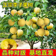 �������Ә����ϱ����Nֲ���Ե��Թ������Ó���ش�Ó�Ǽ޽�������