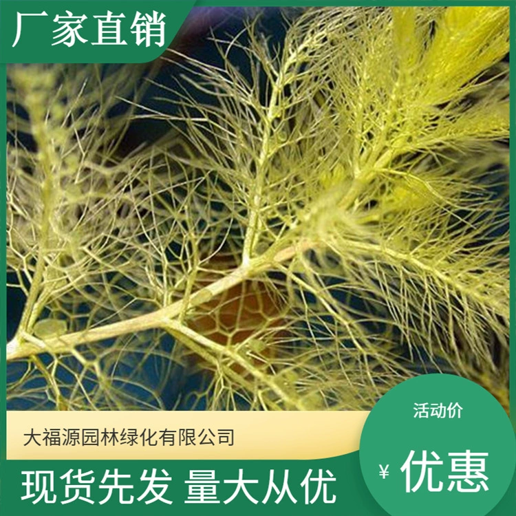 Прямые поставки с базы, водяная лилия, погружные растения, улучшенное качество воды, полные спецификации для контрактного посадки и обслуживания.