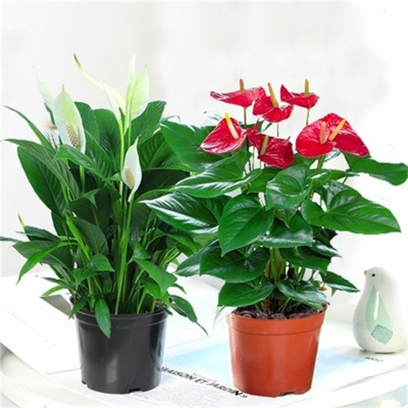 합리적인 가격의 프리미엄 안스리움 + 프리미엄 화이트 팜(오리지널 화분 흙) + 영양액