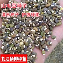 山毛豆种子 灌木种子 边坡绿化专用 山毛豆 木豆种子 猪屎豆 扁豆