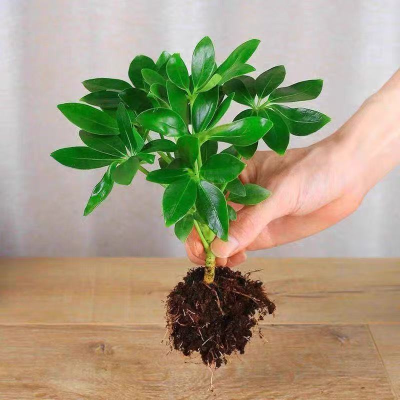 사방에서 재물이 들어오는 행운목 (화분 미포함)