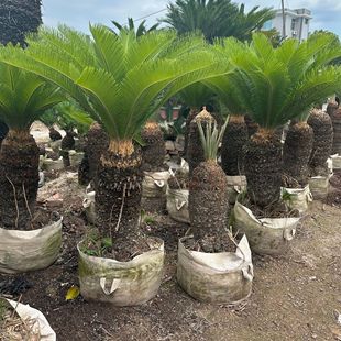 �V�|�F��������l �㽭���^�F�侰�^�� �Ĵ��F�����l