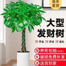 ɻlؔ͏d҃ȴk_IͶYwGֲؔ