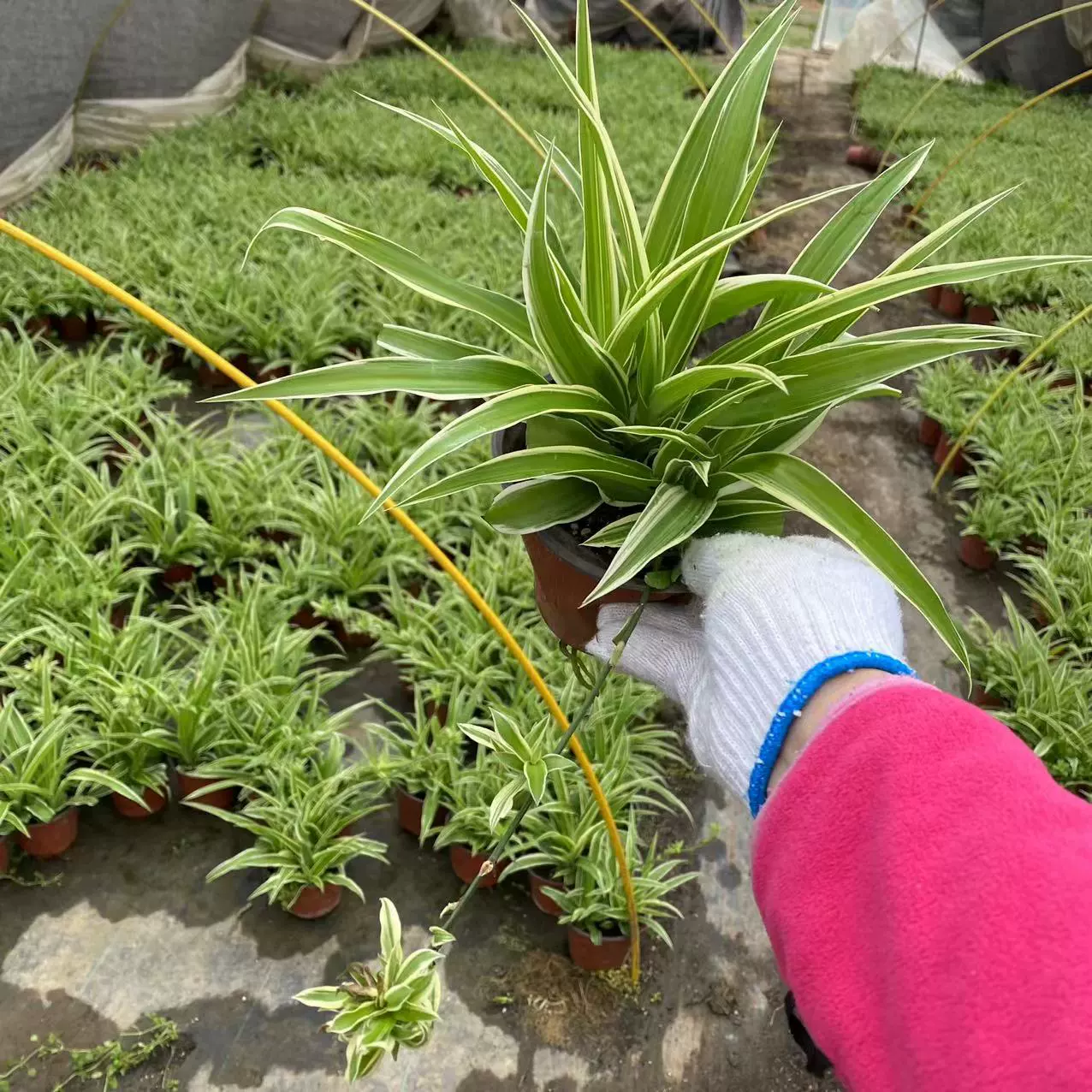 Пномпень кабель Орхидея в горшке 12 см бассейн база прямые продажи Большой выгодно