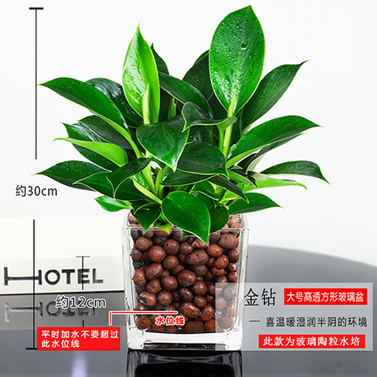 3금다이아몬드 25cm+사각실린더+세람사이트+영양액