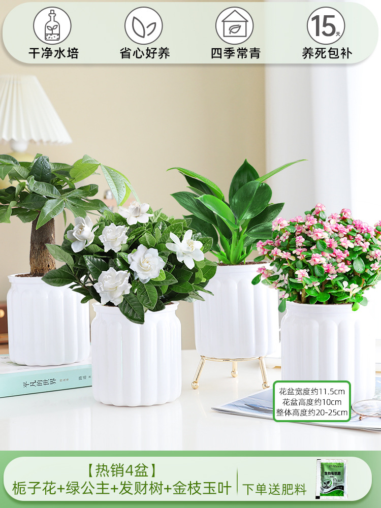 [베스트셀러 4화분] 치자나무 + 그린 프린세스 + 머니 트리 + 황금가지와 옥잎