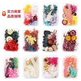 浮游花 干花 永生花 38妇女节花艺插花材料包diy团扇制作云南干花
