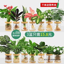 ˮ��ֲ�����ԾG�}�d�ӻ��k���҃Ȼ���С�Gֲ�ļ����B����ˮ�B����