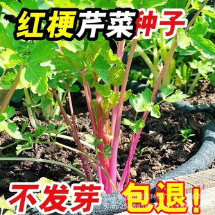 �ļ��t���۷N�Ӽt�۲˷N�Ѽ��۴������۲˷Nԭ�b�ļ��߲˷N�Ӵ�ȫ