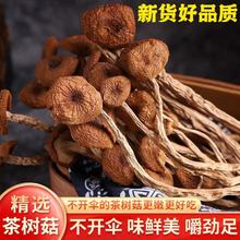 云南农家新茶树菇干货特级不开伞切根新鲜茶薪菇香菇蘑菇500g包邮