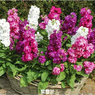 紫罗兰花种子多年室内阳台盆栽四季易种花卉春播夏播秋播花种子